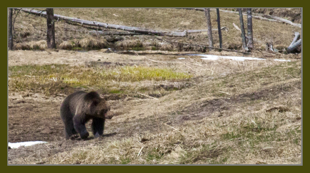 Yellowstone Grizzly Bear taken Saturday, April 14th, 2012 ~ © Copyright All Rights Reserved John William Uhler